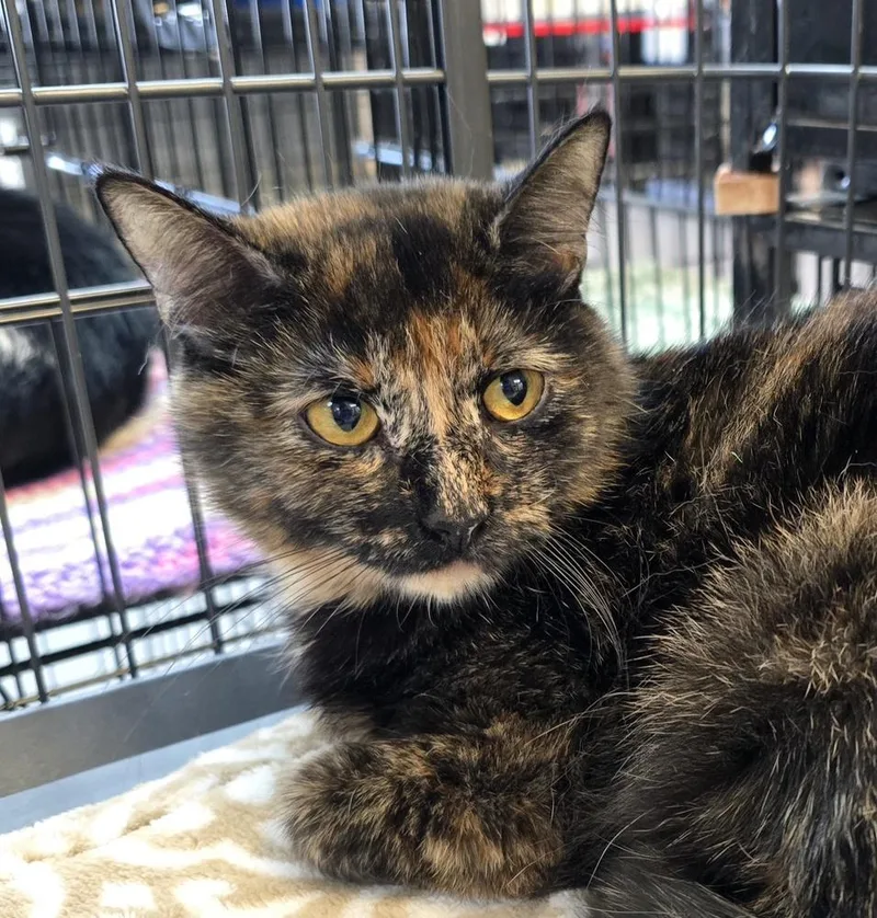A young medium-sized female Domestic Short Hair cat named Belinda for adoption in Southbury, CT