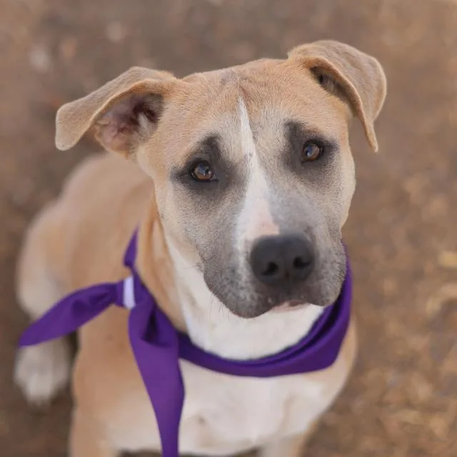 A young medium-sized female American Staffordshire Terrier dog named Sammy for adoption in San Antonio, TX