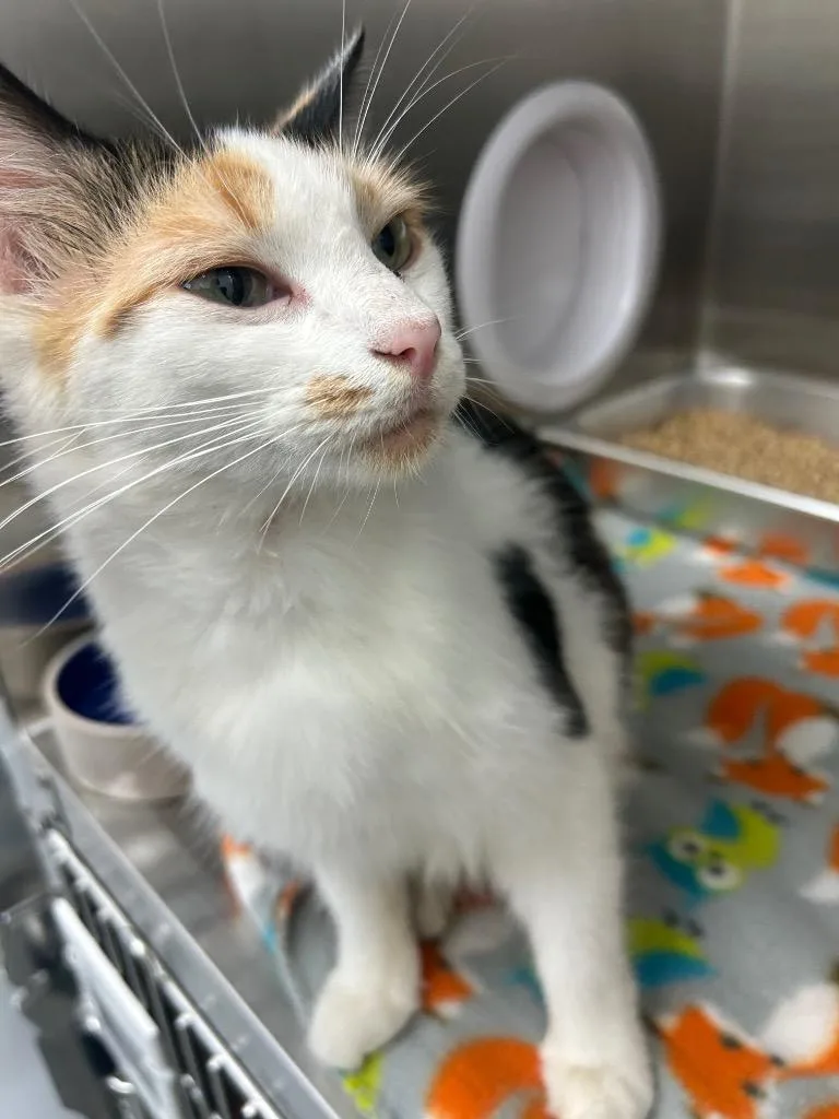 An adult medium-sized female Domestic Short Hair cat named Google for adoption in Hartsville, SC