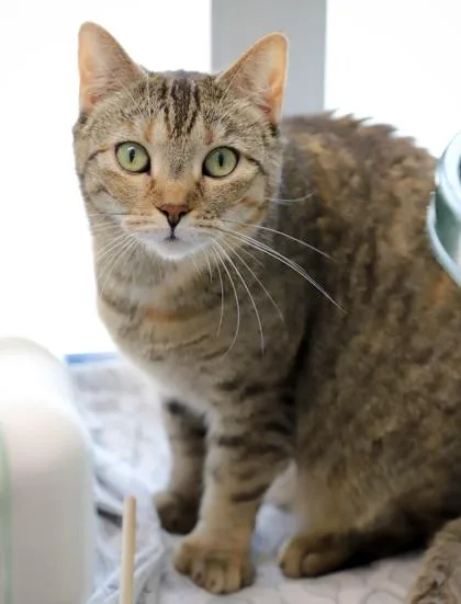 An adult small-sized female Domestic Short Hair cat named Professor McGonagall fka C for adoption in West Chester, PA