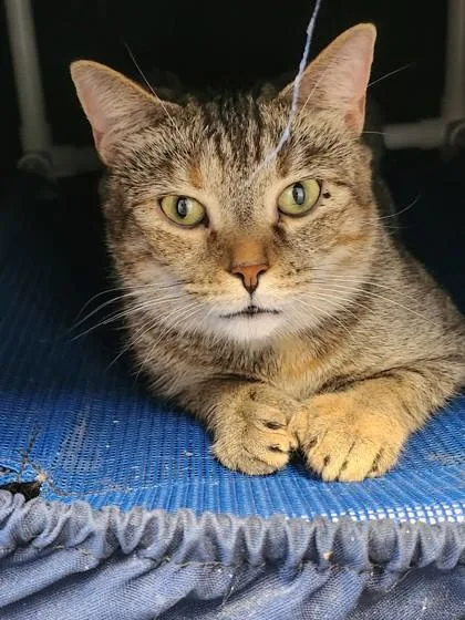 Professor McGonagall fka C thumbnail 2
