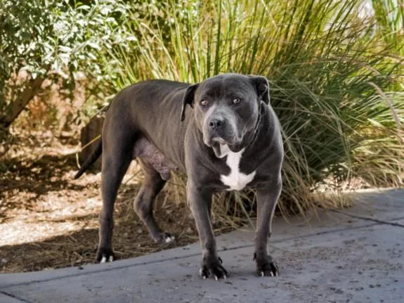 An adult large-sized male Mixed Breed dog named Biggie for adoption in Santa Fe, NM