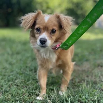 An adult small-sized female Pomeranian dog named Alexa Bliss for adoption in Merriam, KS