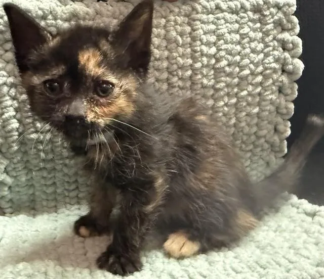 A baby small-sized female Domestic Short Hair cat named Beth for adoption in Lancaster, CA