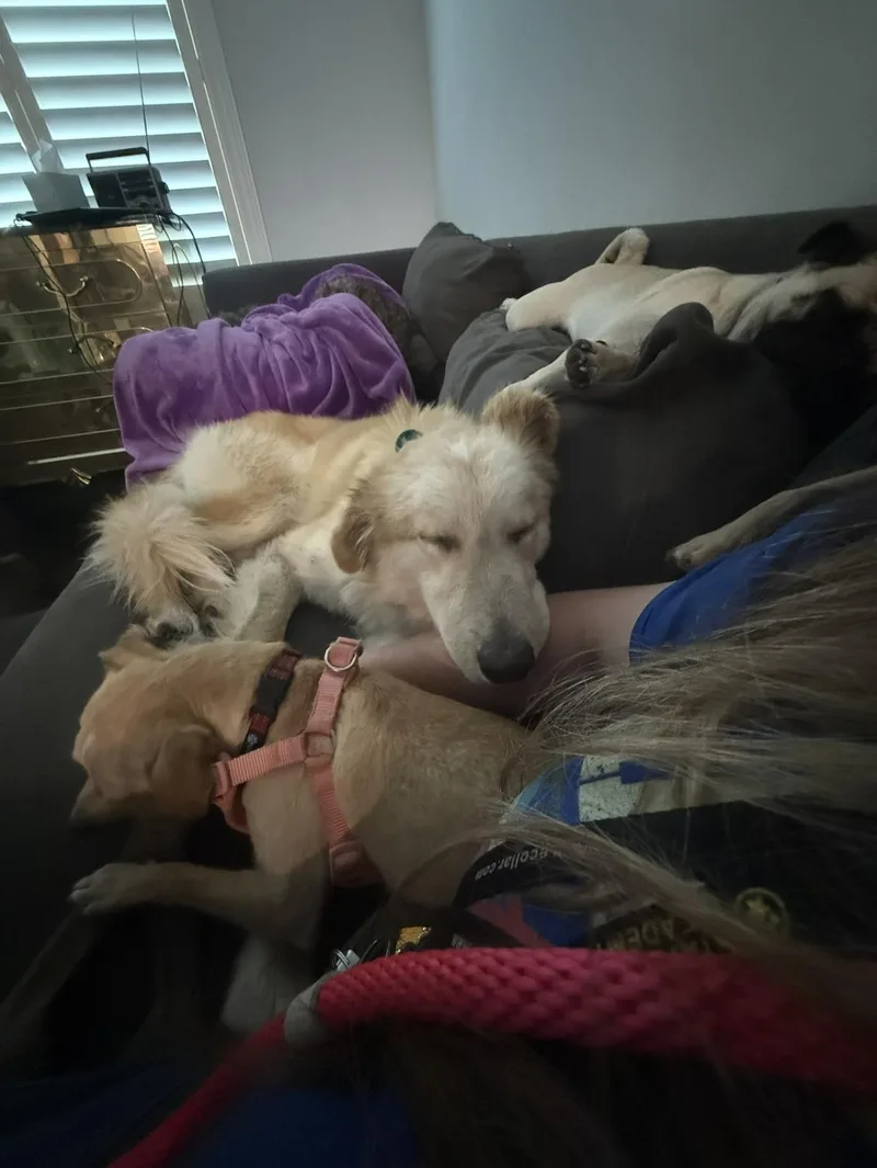Aspen thumbnail 2