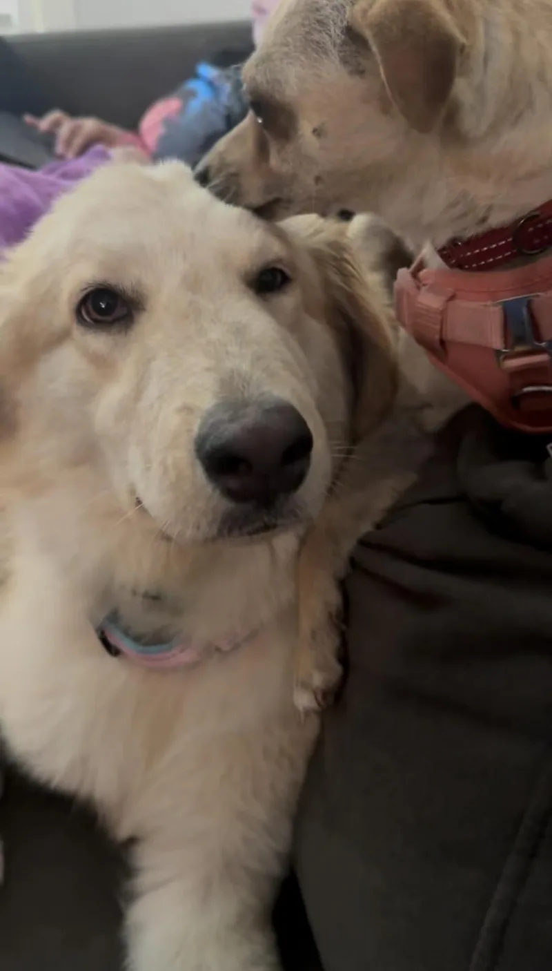 Aspen thumbnail 5