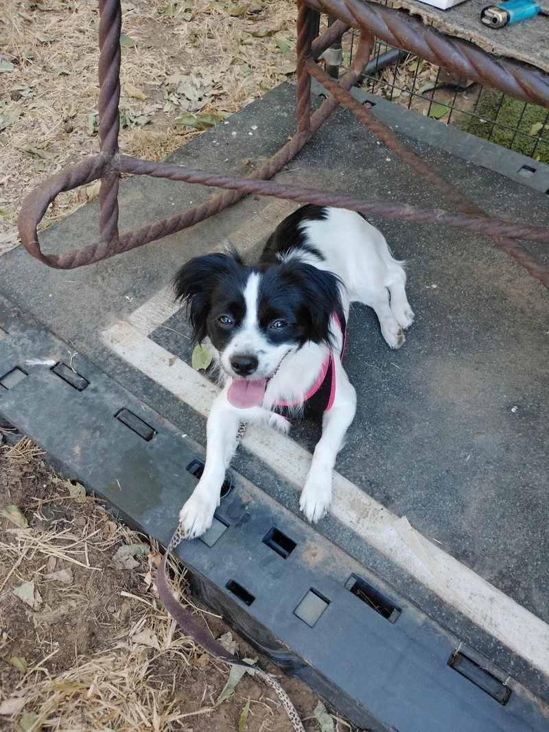 A young small-sized female Black Papillon dog named Delilah for adoption in Garland, TX