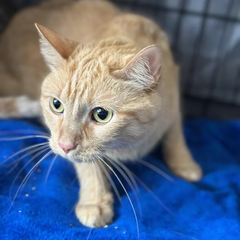 A senior small-sized male Orange / Red Domestic Short Hair cat named Cheetos for adoption in Matteson, IL