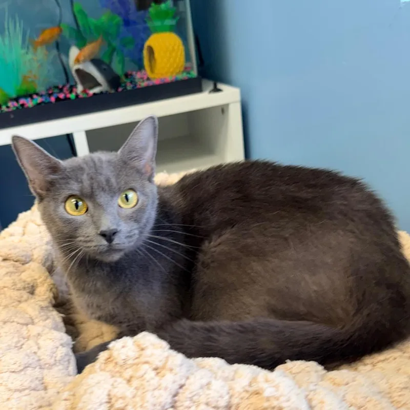 A young small-sized female Gray / Blue / Silver Russian Blue cat named Bella for adoption in Columbus, GA