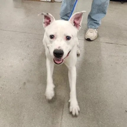 A young medium-sized male White / Cream Pit Bull Terrier dog named Brick Navarre for adoption in Las Vegas, NV