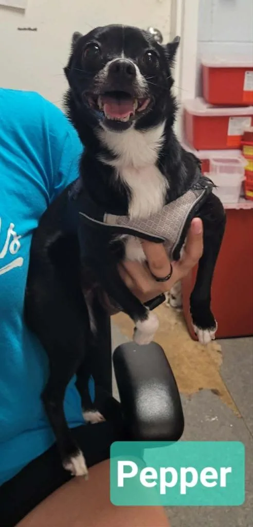 An adult small-sized female Chihuahua dog named Pepper for adoption in Richmond, IN