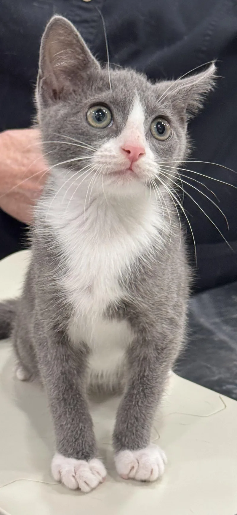 A baby medium-sized female Gray & White Domestic Short Hair cat named Yara for adoption in Locust Grove, VA