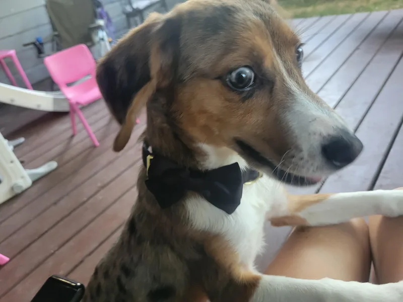 A baby medium-sized female Merle (Blue) Australian Shepherd dog named Ruby for adoption in Liverpool, TX