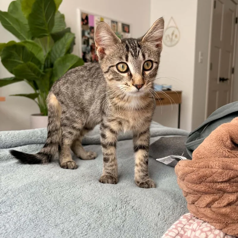 A baby medium-sized male Domestic Short Hair cat named Milkshake for adoption in West Lafayette, IN