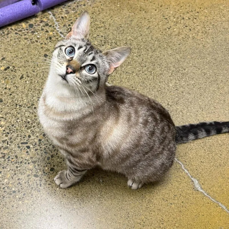 A young medium-sized female Domestic Short Hair cat named Hannah for adoption in Allyn, WA