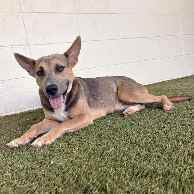An adult medium-sized female White / Cream Husky dog named Bubbles for adoption in LOXAHATCHEE, FL