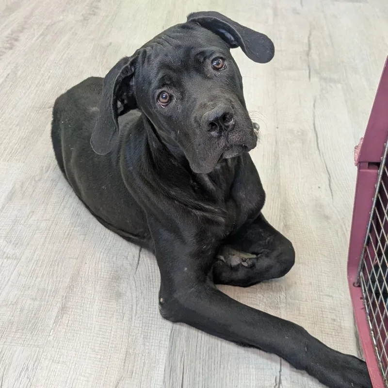 A young medium-sized male Black Cane Corso dog named Pegasus for adoption in Emporia, KS