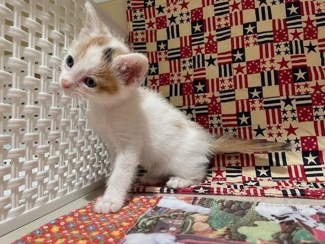 A young small-sized female Domestic Short Hair cat named Fall for adoption in Riverside, CA