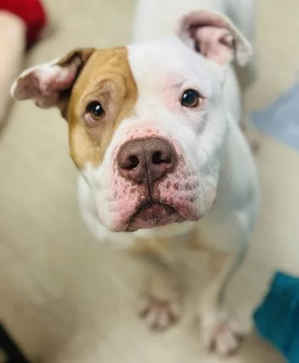 An adult large-sized male Mixed Breed dog named Bertram for adoption in West Chester, PA