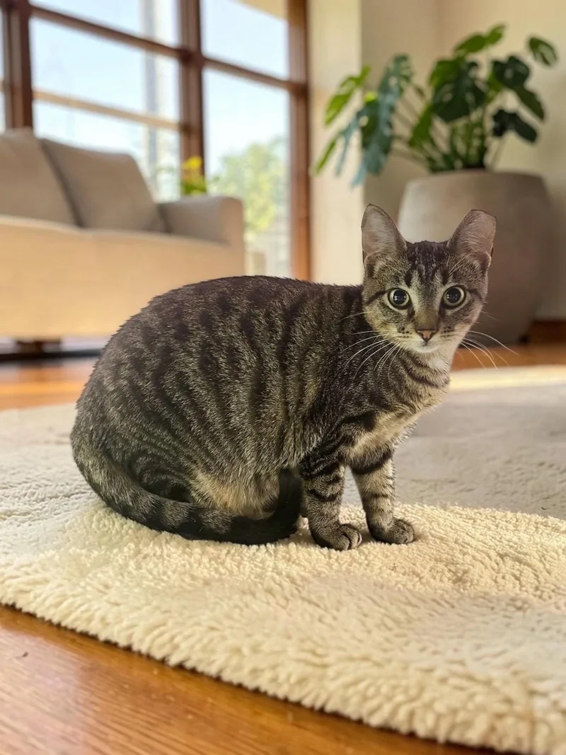 A young medium-sized female Domestic Short Hair cat named Peanut for adoption in Champaign, IL