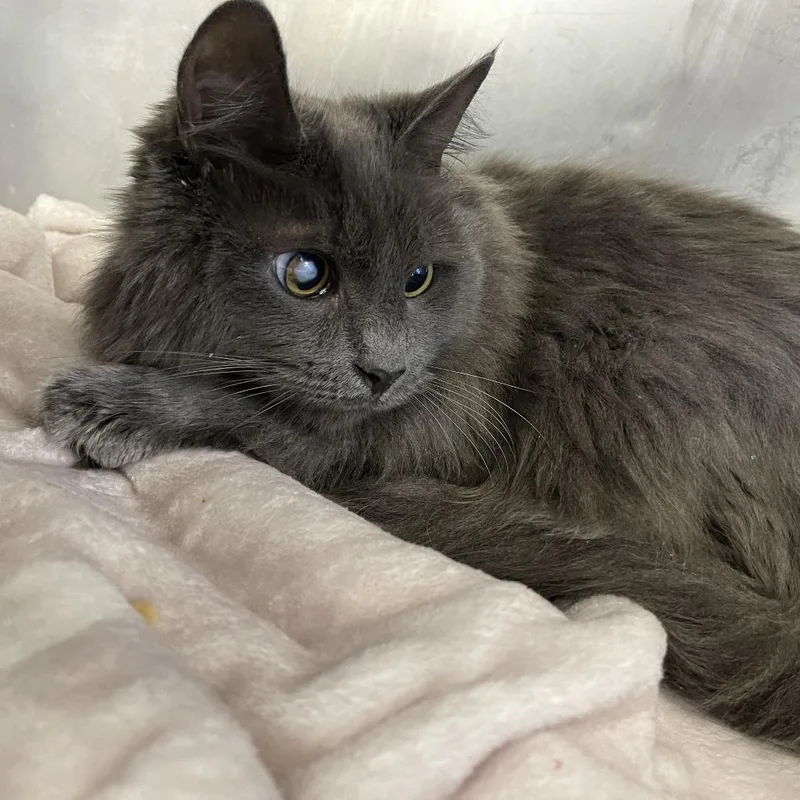 Marvin Grey thumbnail 2