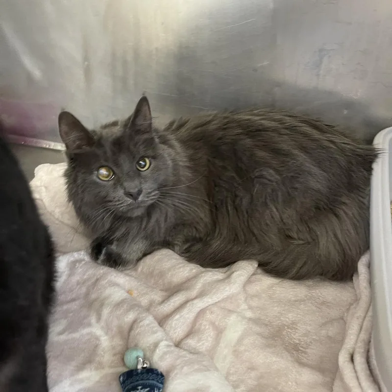 Marvin Grey thumbnail 4