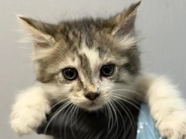 A baby small-sized female Domestic Medium Hair cat named Sleek for adoption in Portland, OR