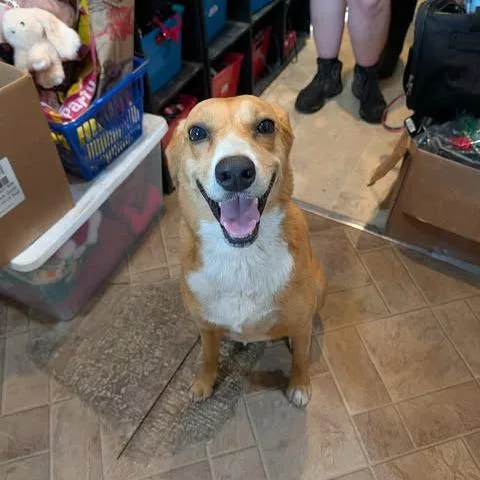An adult medium-sized female Yellow / Tan / Blond / Fawn Mixed Breed dog named Millie for adoption in Boaz, AL