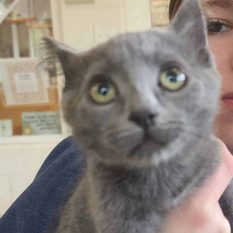 A baby small-sized female Gray / Blue / Silver Domestic Medium Hair cat named Concrete Destroyer for adoption in Gloucester, VA