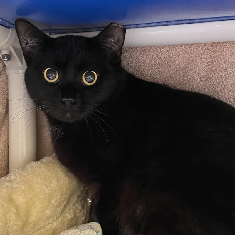 An adult medium-sized male Black Domestic Short Hair cat named Inky for adoption in York, PA