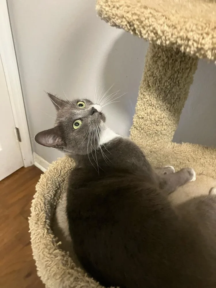 Postmark Special Needs  thumbnail 3