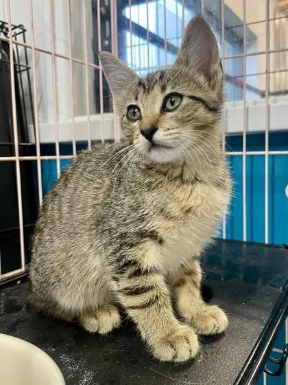 A baby medium-sized female Tabby (Brown / Chocolate) Domestic Short Hair cat named Tia Maria for adoption in Plano, TX