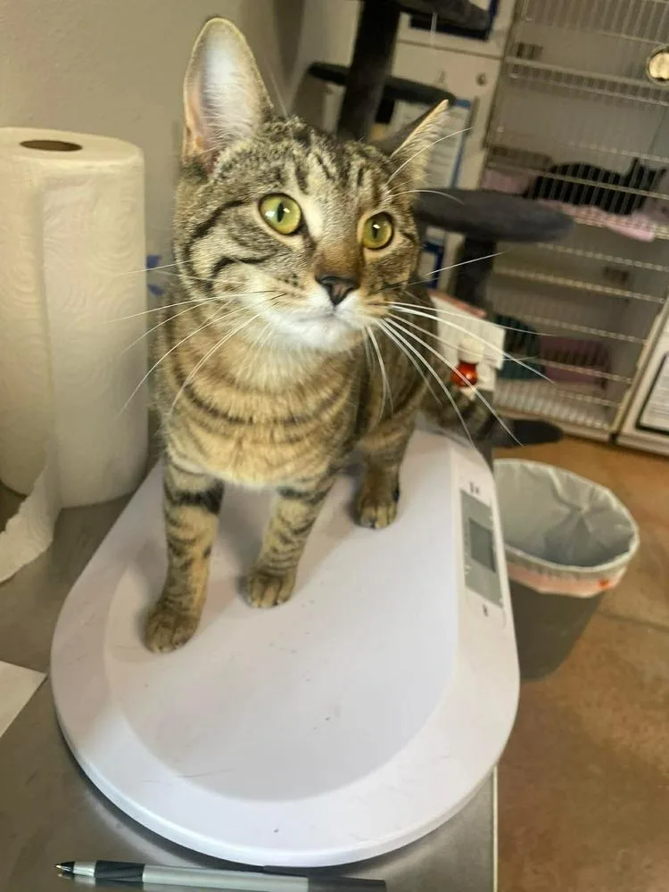 A young small-sized female Domestic Short Hair cat named Puff Puff for adoption in Bolivar, MO
