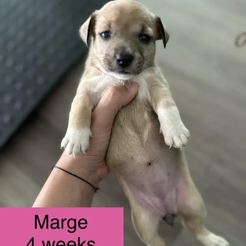 A baby small-sized female Mixed Breed dog named Marge for adoption in Tampa, FL