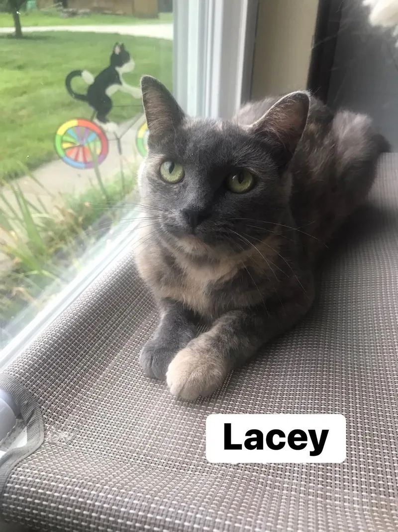 Lainey & Lacey thumbnail 3