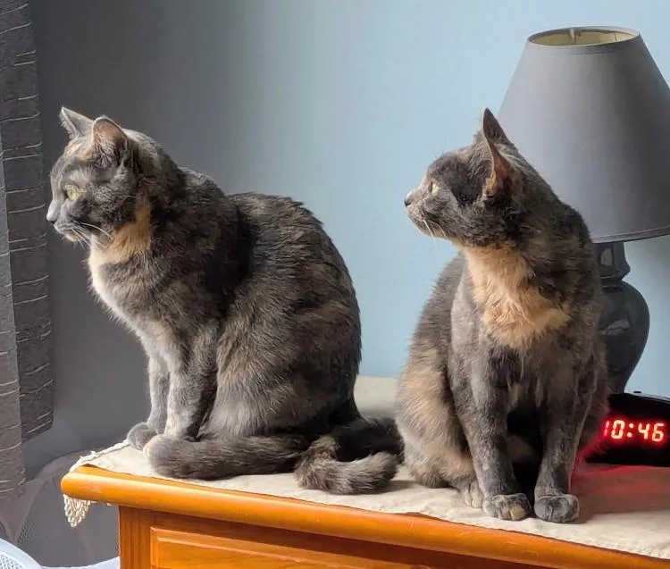 Lainey & Lacey thumbnail 4