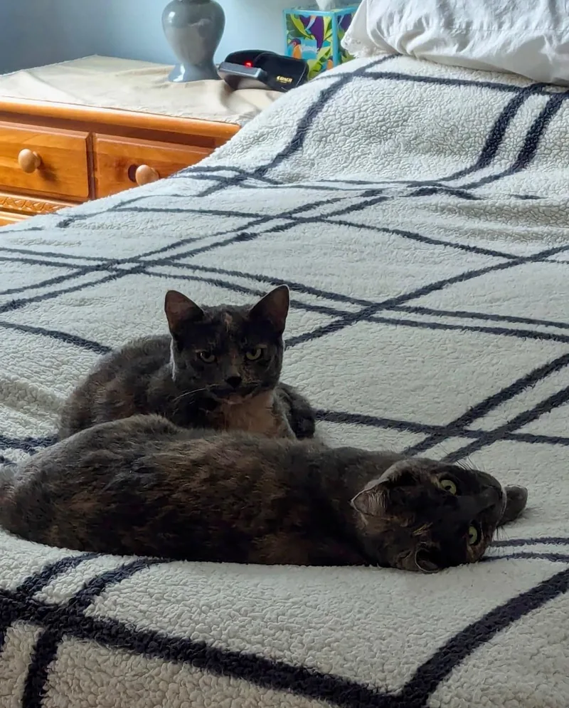 Lainey & Lacey thumbnail 5