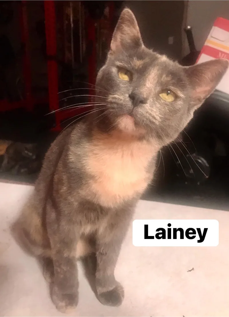 Lainey & Lacey thumbnail 6