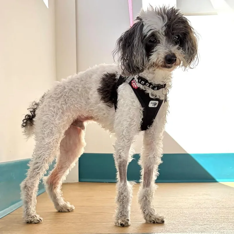 A senior small-sized male White / Cream Miniature Poodle dog named Spooky for adoption in San Francisco, CA