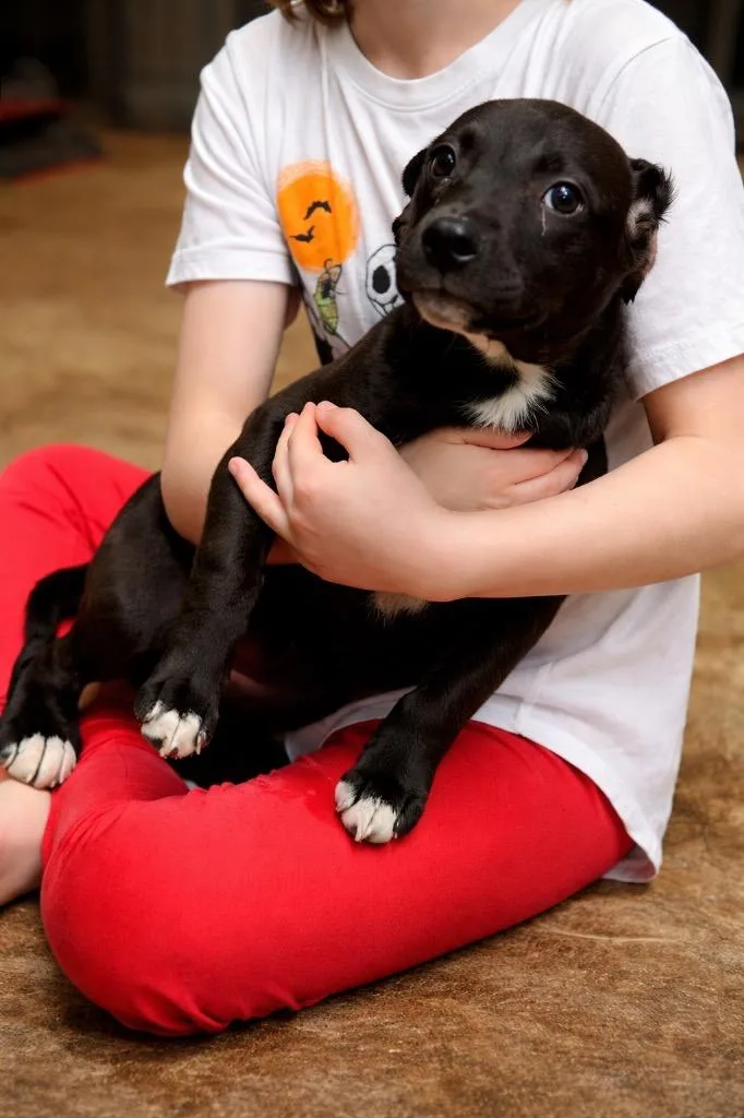 Mulberry thumbnail 2