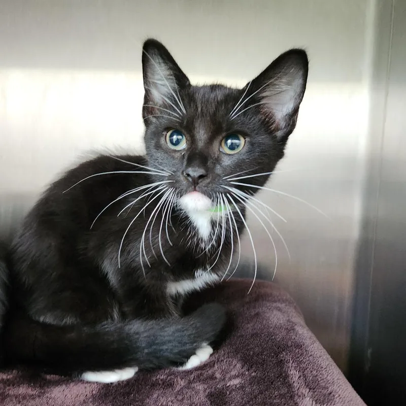 A baby small-sized male Black Domestic Short Hair cat named Pecan Pie for adoption in Fort Wayne, IN