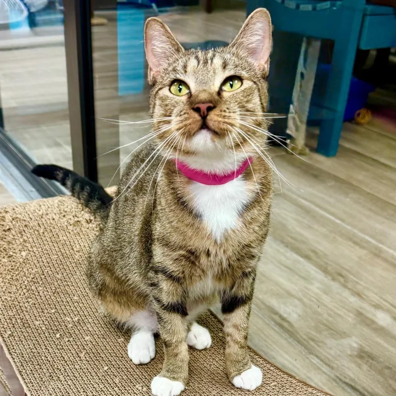 A young medium-sized female Brown / Chocolate Domestic Short Hair cat named Goldie for adoption in Lakeland, FL