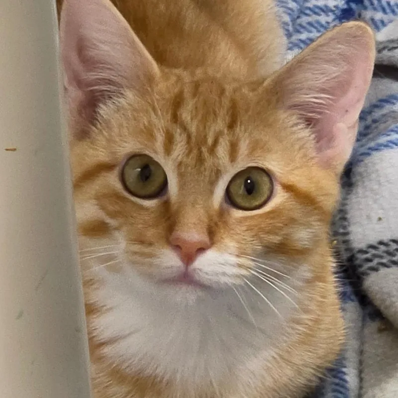 A baby small-sized male Domestic Short Hair cat named Trapper for adoption in Grinnell, IA