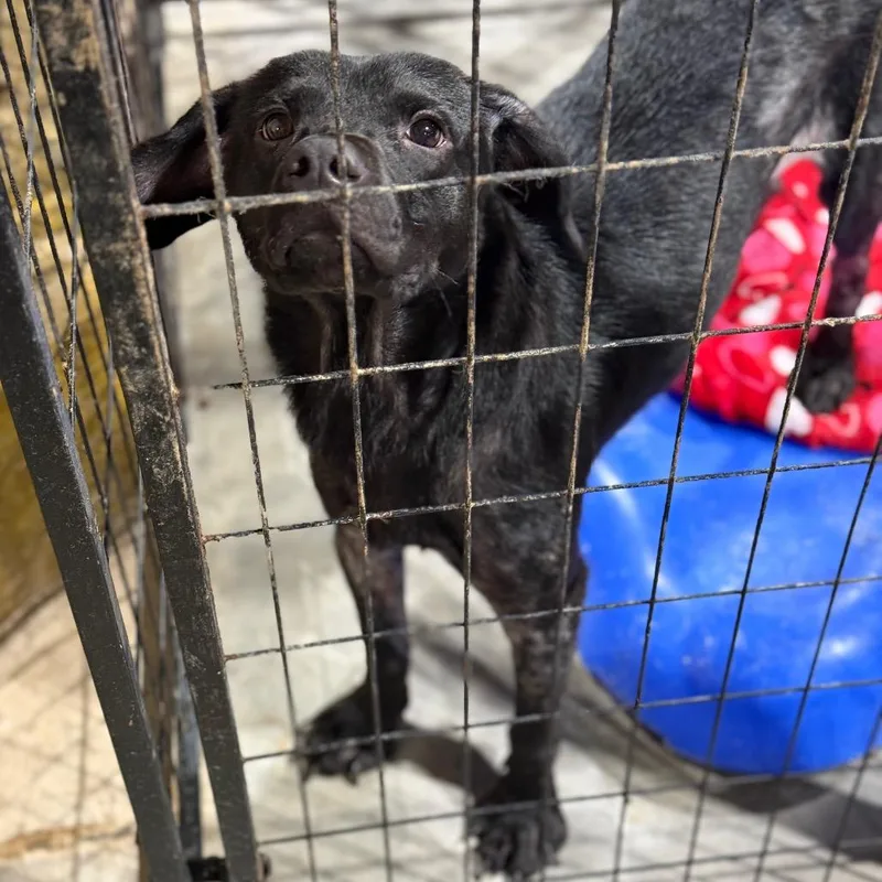 A young medium-sized male Black Labrador Retriever dog named Melon for adoption in Fort Smith, AR