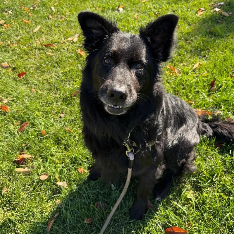 An adult large-sized male Mixed Breed dog named Timber for adoption in Oshkosh, WI