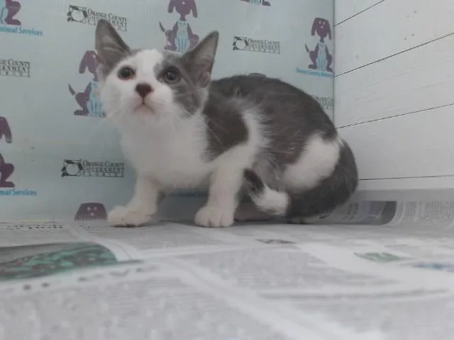A baby small-sized male Domestic Short Hair cat named Snowy Roman for adoption in Orlando, FL
