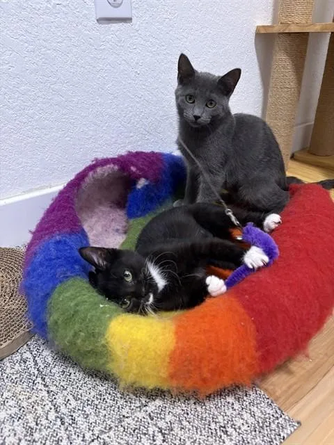 A baby small-sized female Domestic Short Hair cat named Slippers for adoption in Aurora, CO