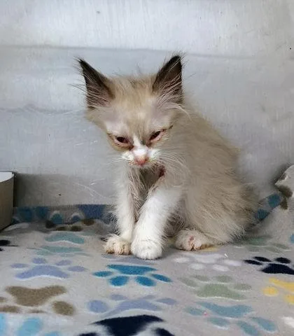 A baby small-sized female Cream / Ivory Domestic Long Hair cat named 61005526 for adoption in El Paso, TX