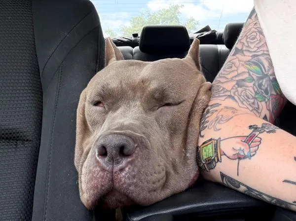 An adult large-sized female Cane Corso dog named Luna for adoption in Des Moines, IA