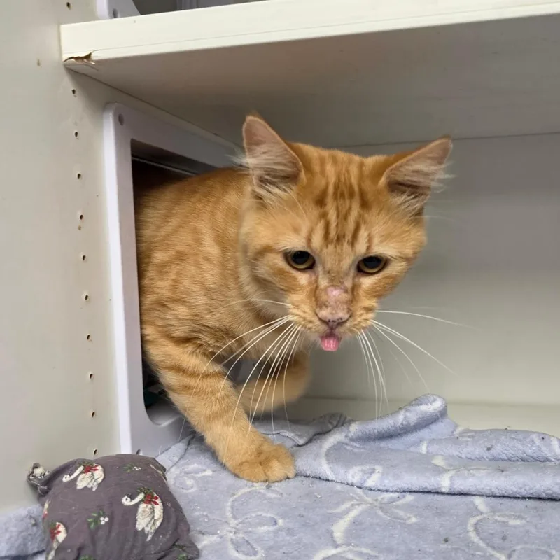 An adult small-sized male Orange / Red Domestic Medium Hair cat named Camelot for adoption in Duncan, OK